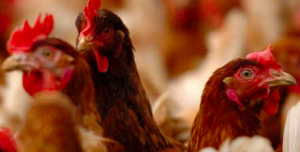 cara membuat pakan ayam kampung yang murah