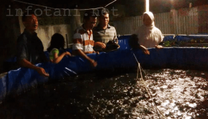 Pakan alternatif elle