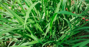 Rumput penghasil auksin dan sitokinin